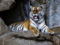 Tiger - berliner zoo - Foto von tee_zett von Pixabay