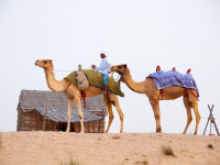 Visite guidée du désert de Dubaï avec chameau - Photo de Jacqueline Schmid de Pixabay