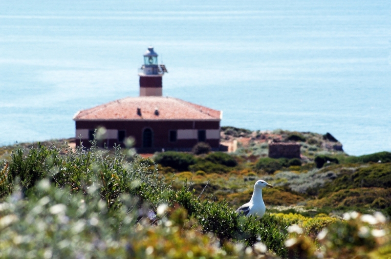 Faro di Capel Rosso - Isola del Giglio - Foto di Umbe Ber da Pixabay 